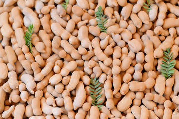 Sweet tamarind, Group of ripe tamarind pods.