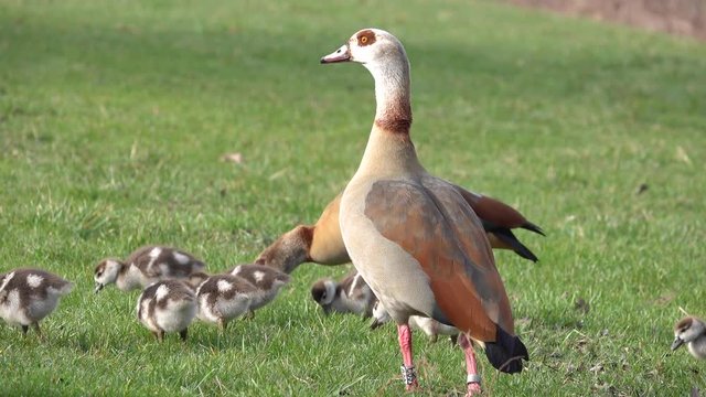 Nilgans, Egyptian goose&nbsp;(Alopochen aegyptiaca), Familie an der Mosel