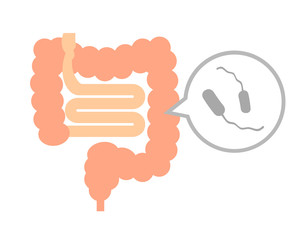 腸内の腸炎ビブリオ