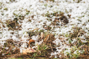 Young shoots of grass, making their way through the snow against the background of autumn foliage. Place for text. Spring concept