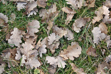 Dry brown Oak leaves on green grass background 