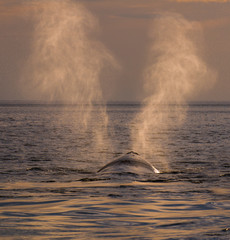 whale breathing, Peninsula Valdes,, Patagonia, Argentina