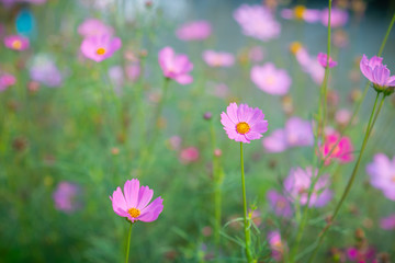 Fototapeta premium Beautiful pink sulfur cosmos flower. Selective focus.