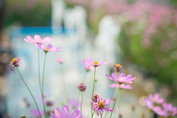 Fototapeta premium Beautiful pink sulfur cosmos flower with sky. Selective focus.