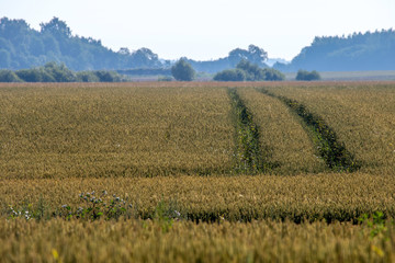 Path to the cereal field