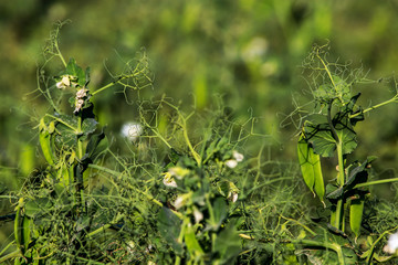 Green fresh peas and pea pods in the garden.