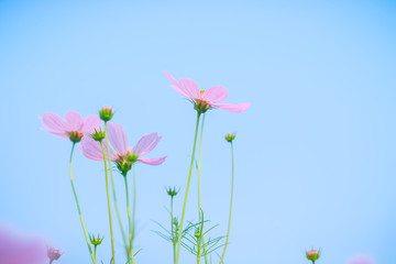 Beautiful white sulfur cosmos flower with sky. Selective focus.