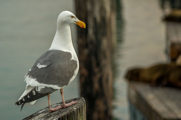 Seagull on wood post