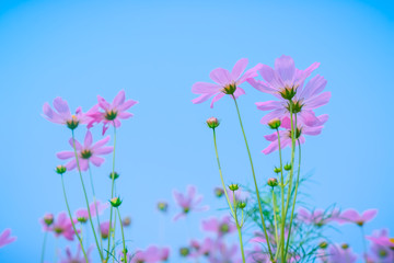 Beautiful white sulfur cosmos flower with sky. Selective focus.