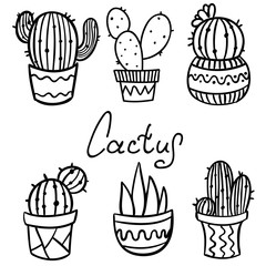 contour cactus and succulent plant in flower pot