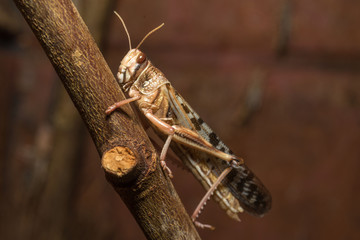 close up of Locust on branch 