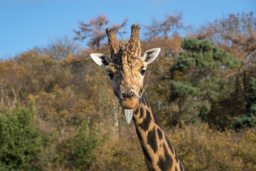 portrait of a giraffe sticking out tongue, funny animal