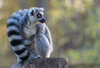 Lemur sitting with tongue out 