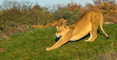 Lioness stretching in afternoon sun