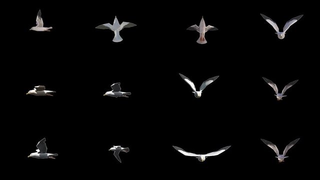 Loopable single flying sea gulls from different perspectives with alpha channel