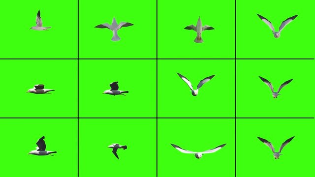 Loopable single flying sea gulls from different perspectives with chroma key
