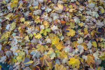 autumn leaves background