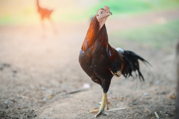 Sick chicken, page pale.