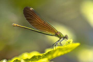 Copper demoiselle female dragonfly