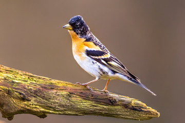 Brambling passerine bird