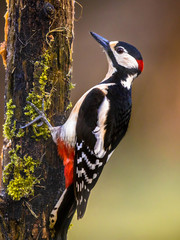 Woodpecker in tree