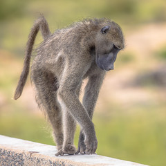 Chacma baboon walking on bridge