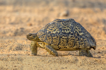 Leopard tortoise walking