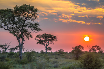 African sun  over Savanna plain - obrazy, fototapety, plakaty