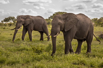 Two African Elephants walking