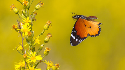 Plain tiger butterfly flying to flower