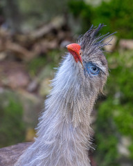 Red-legged seriemas, crested cariama, bird