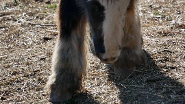 Braun wild horse eating hay in countryside - 4k closeup