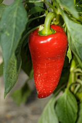 Paprika