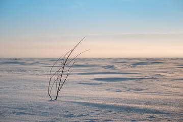 Lonely bush. Winter landscape. A little fog