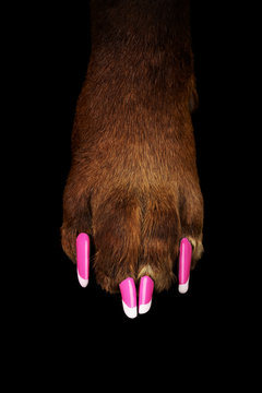 Dog with a pedicure