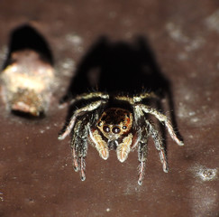 spider on a background