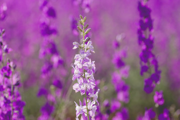 Delphinium white flowers