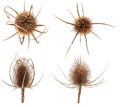 Set of dry flowers of thristle isolated on white background