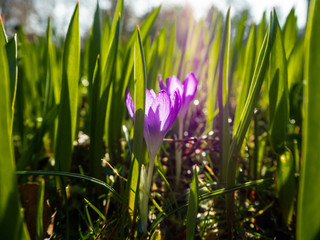 Purple crocus on a green lawn.