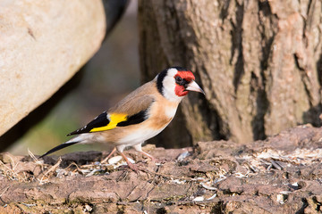 Cardellino