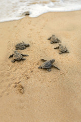 Baby turtles making it's way to the ocean