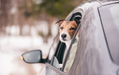 Sad dog looking from car window rides away by winter road