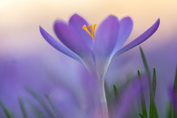 Frühlingsboten: violette Krokusse freigestellt im Blumenmeer