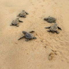 Baby turtles making it's way to the ocean
