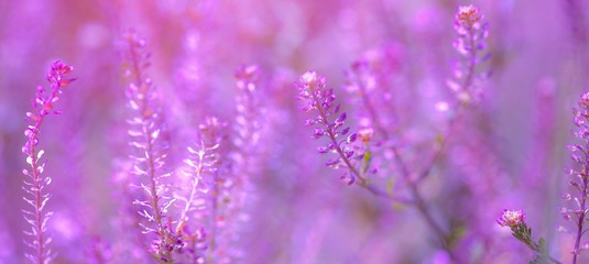 purple lavender  flowers background
