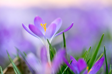 Frühlingsboten: violette Krokusse freigestellt im Blumenmeer