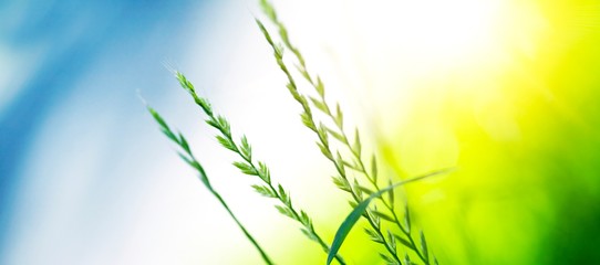 grass and green background