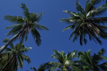 Naklejka na ściany i meble palm trees and blue sky