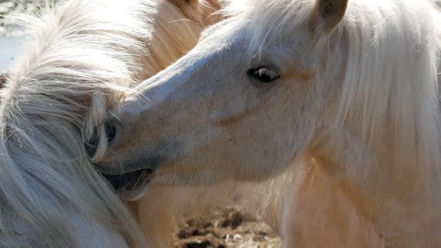 Beautiful white wild horses playing in countryside. - 4k