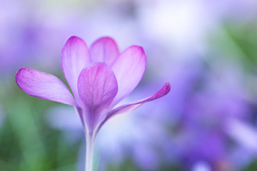 Frühlingsboten: violette Krokusse freigestellt im Blumenmeer